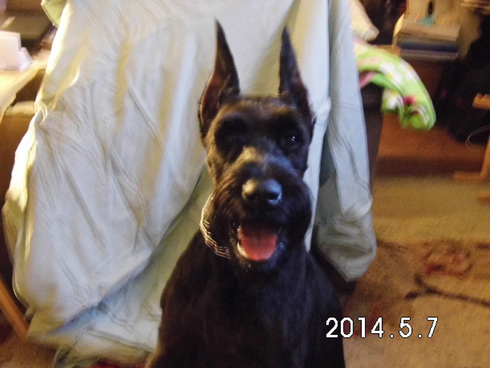 Beatty dog Chai